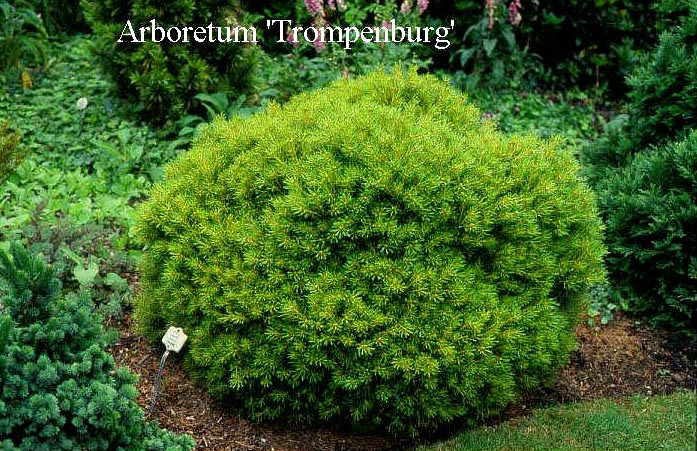 Pinus strobus 'Minima'