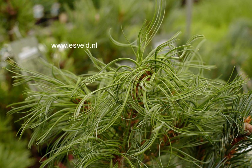 Pinus strobus 'Torulosa'