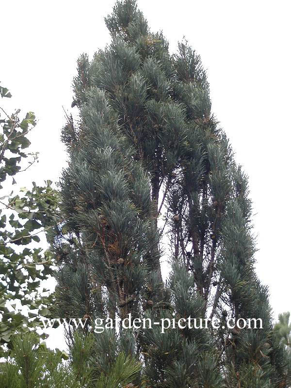 Pinus sylvestris 'Fastigiata'