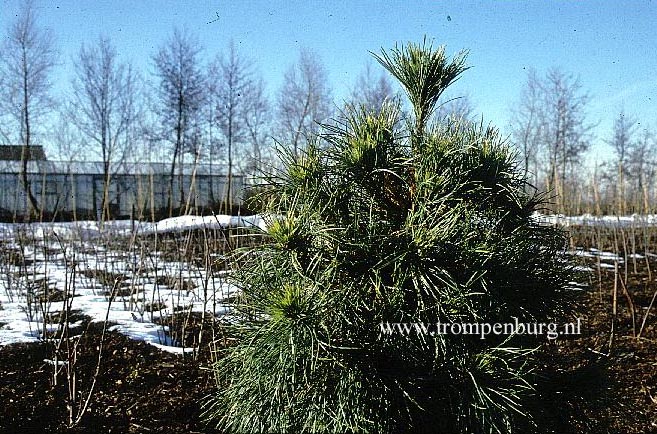 Pinus sylvestris 'Globosa Viridis'