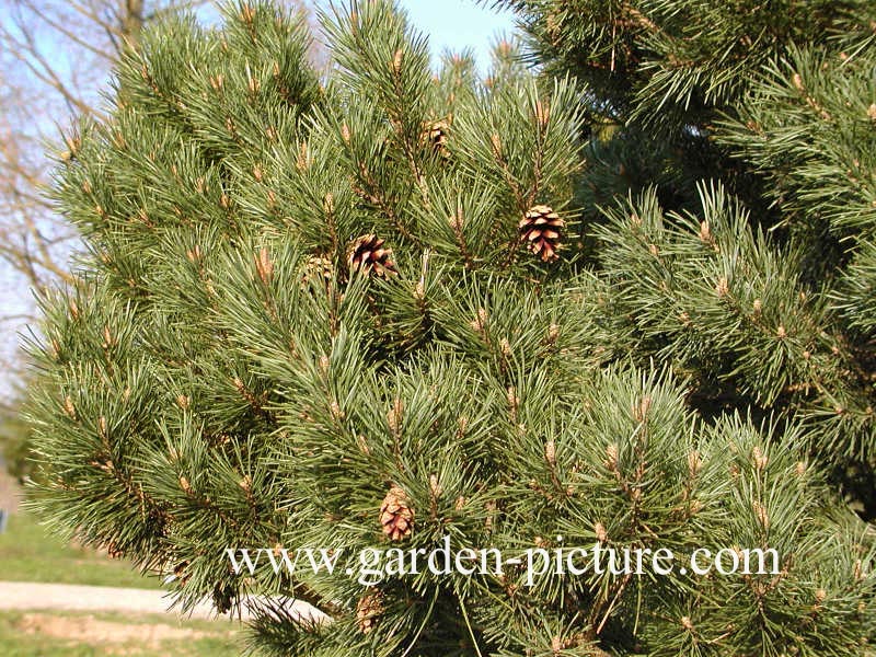 Pinus sylvestris 'Watereri'