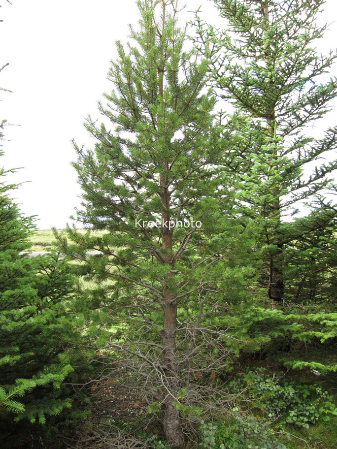 Pinus sylvestris