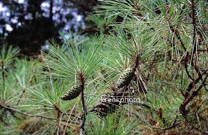 Pinus taeda