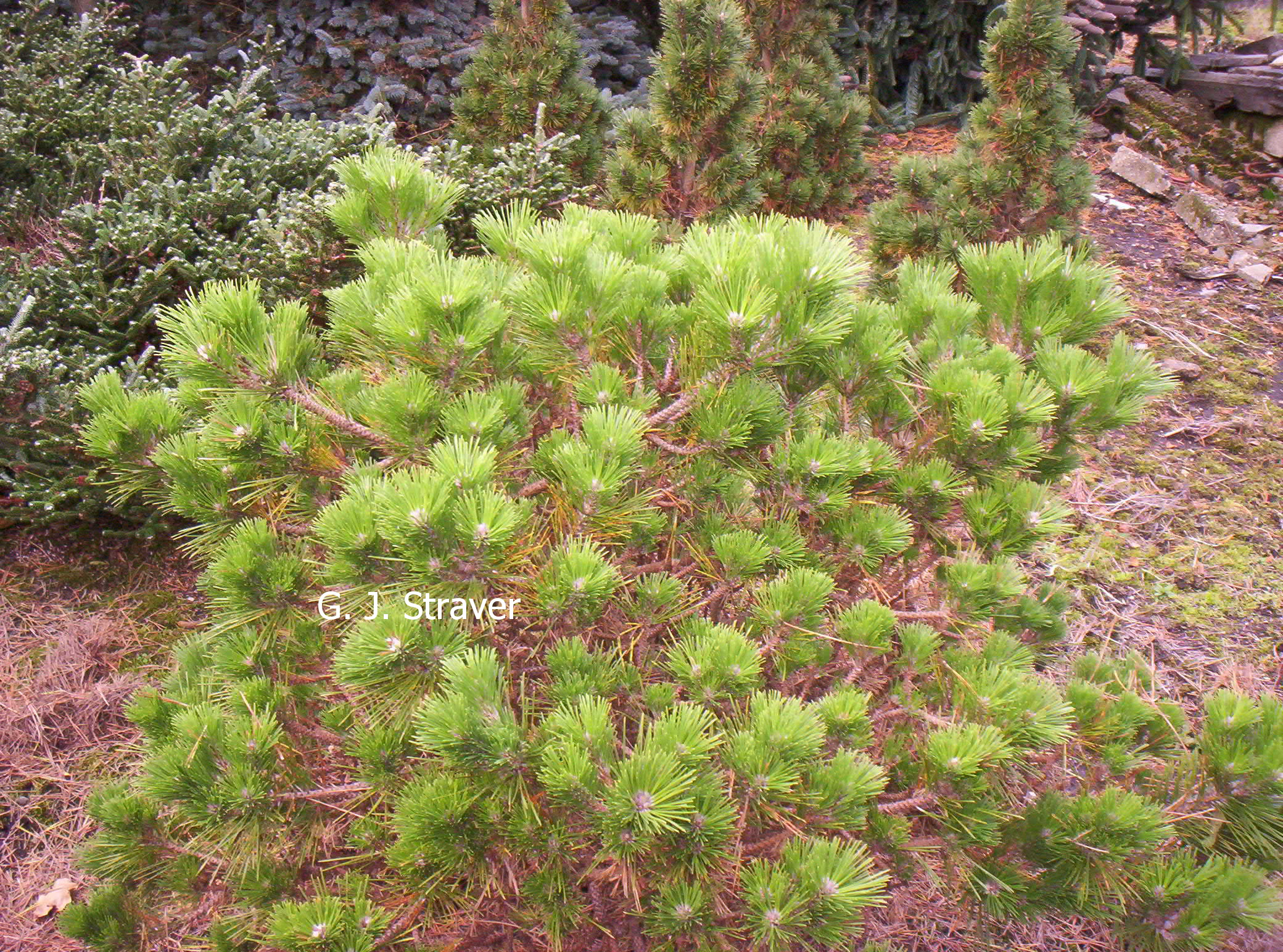 Pinus thunbergii 'Shio-guro'