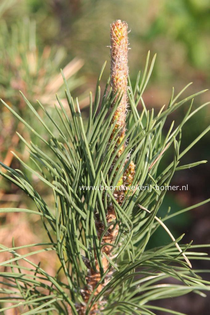 Pinus thunbergii 'Suyken'