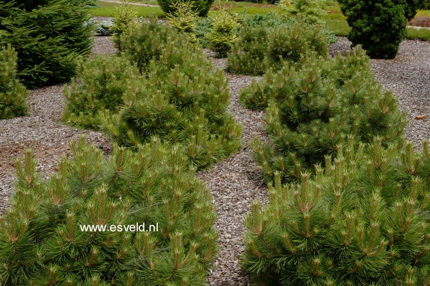 Pinus thunbergii 'Thunderhead' (B6469)