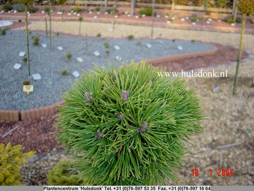 Pinus uncinata 'Hyozdany 3'
