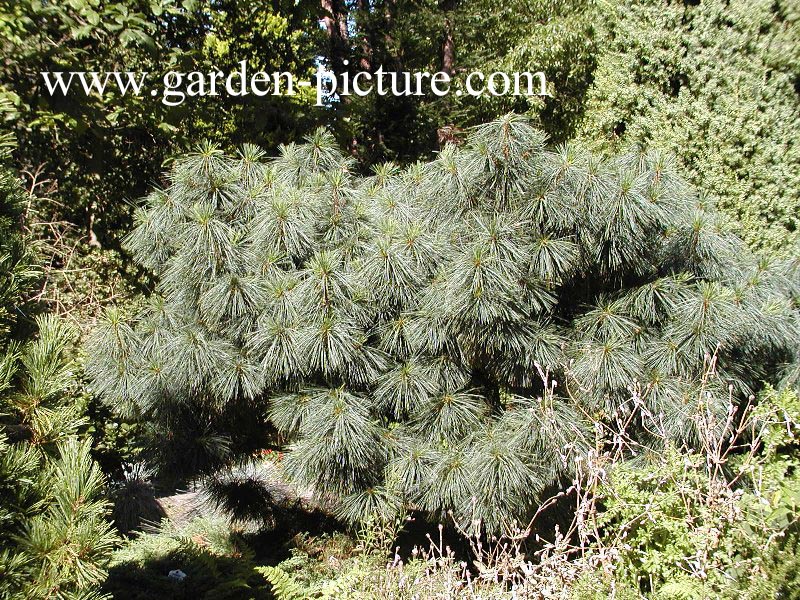 Pinus wallichiana 'Densa' (89095)