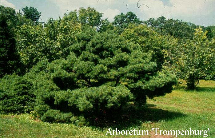 Pinus wallichiana 'Umbraculifera'