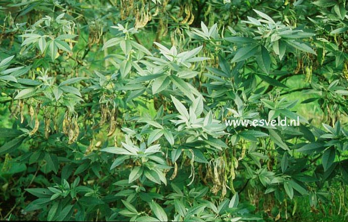 Piptanthus nepalensis