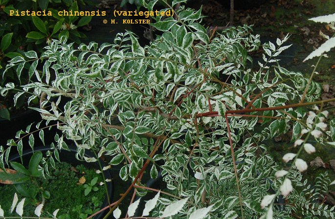 Pistacia chinensis 'White Snow'