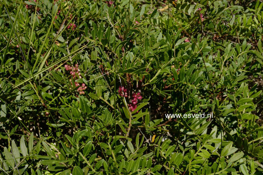 Pistacia lentiscus