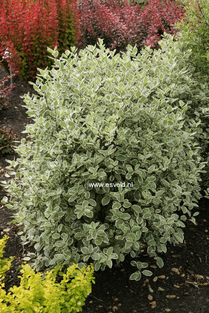 Pittosporum 'Garnettii' (58318)