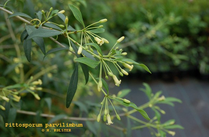 Pittosporum parvilimbum