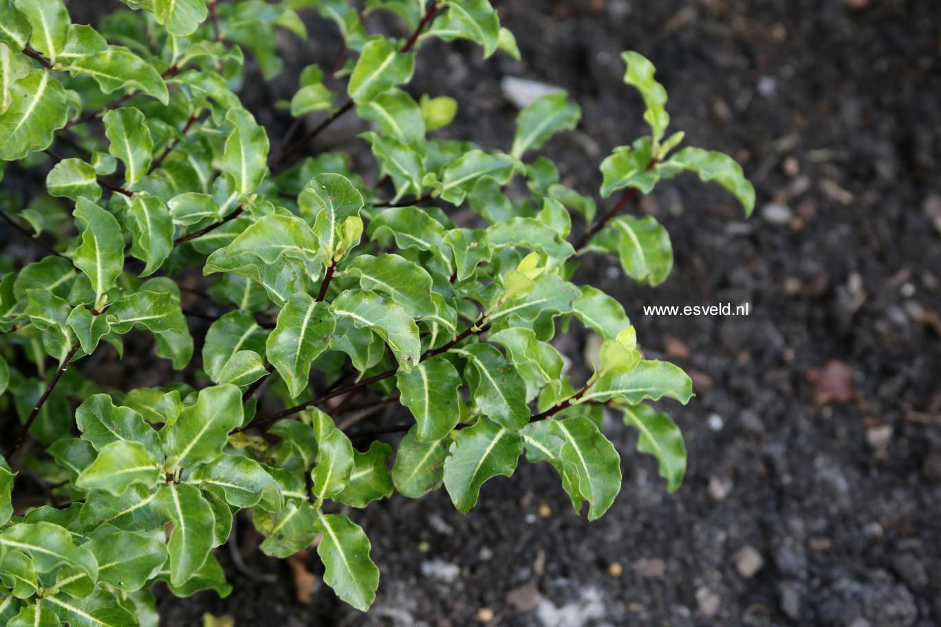 Pittosporum tenuifolium 'Abbotsbury Gold'