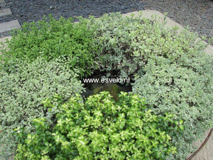 Pittosporum tenuifolium 'Golf Ball'