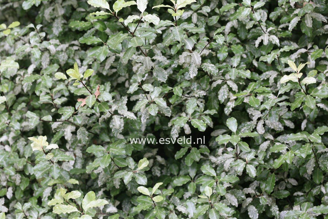 Pittosporum tenuifolium 'Irene Paterson'