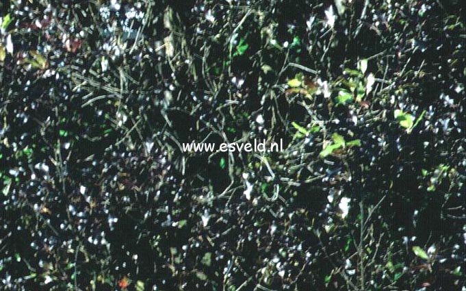 Pittosporum tenuifolium 'Purpureum'