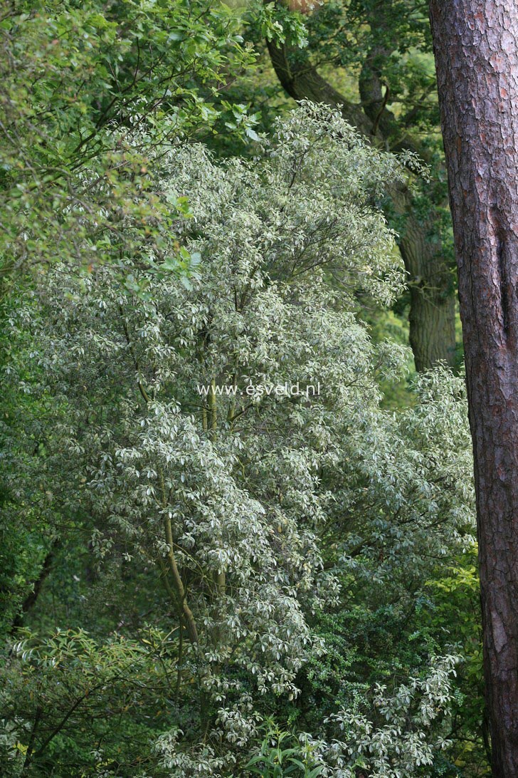 Pittosporum tenuifolium 'Silver Queen'