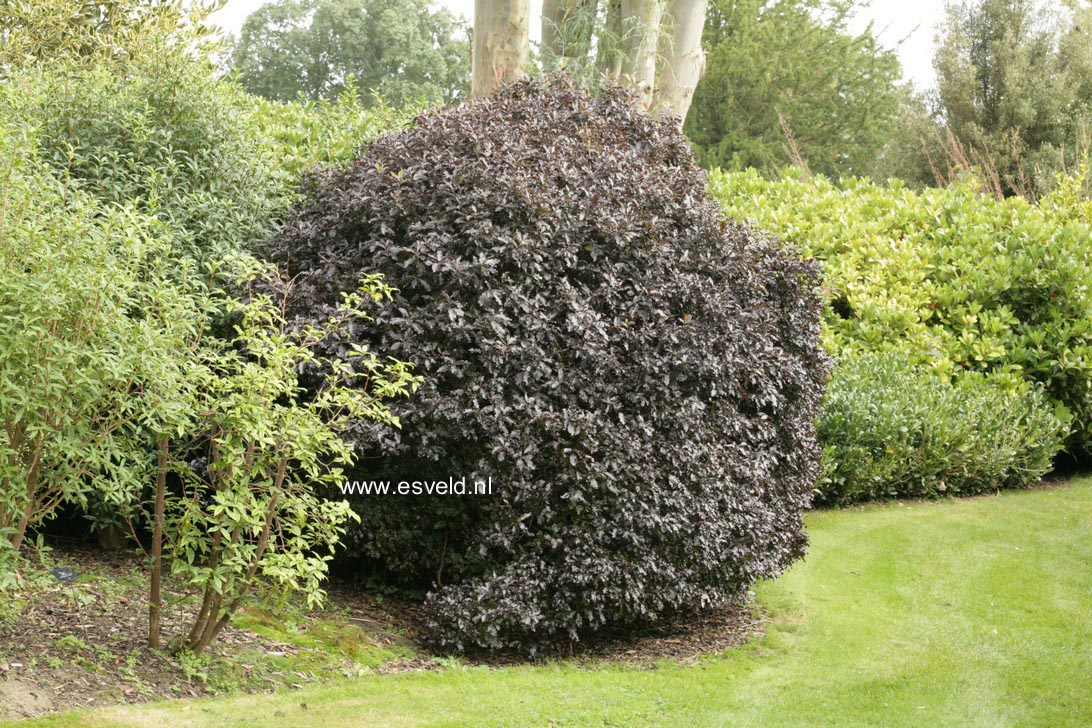 Pittosporum tenuifolium 'Tom Thumb'