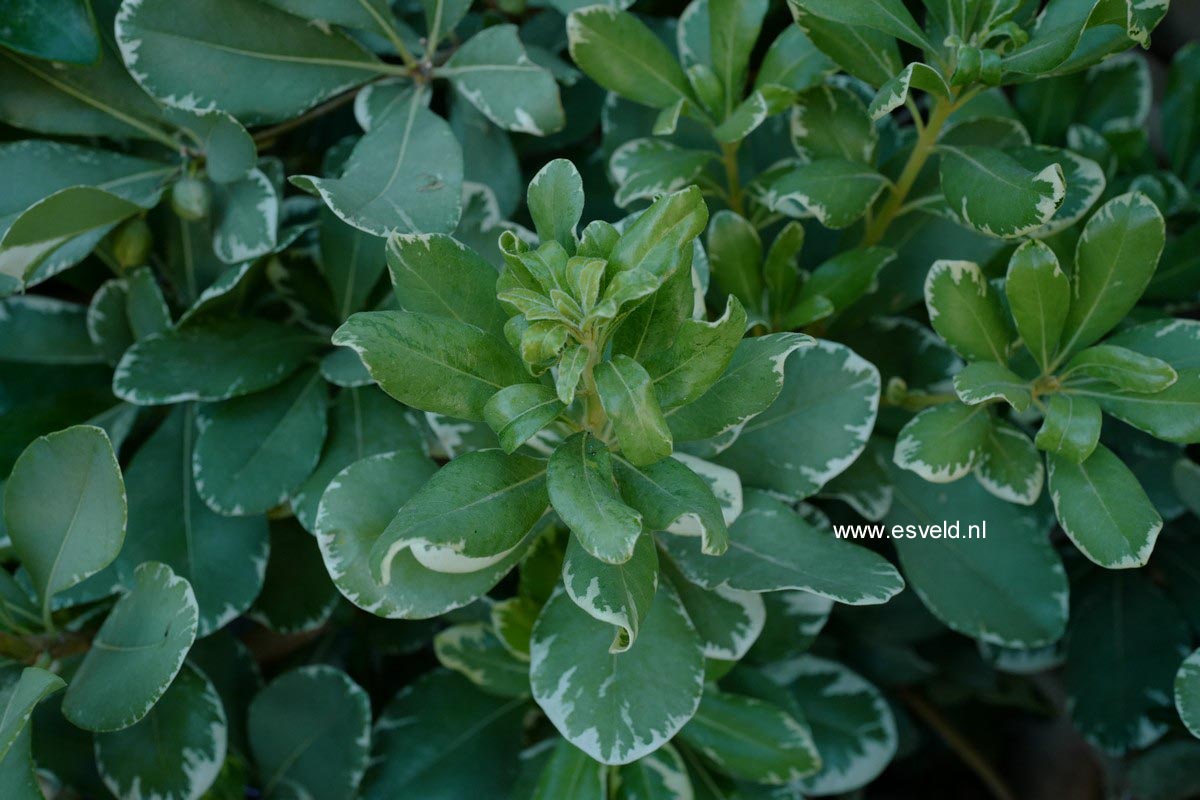 Pittosporum tobira 'Variegatum'