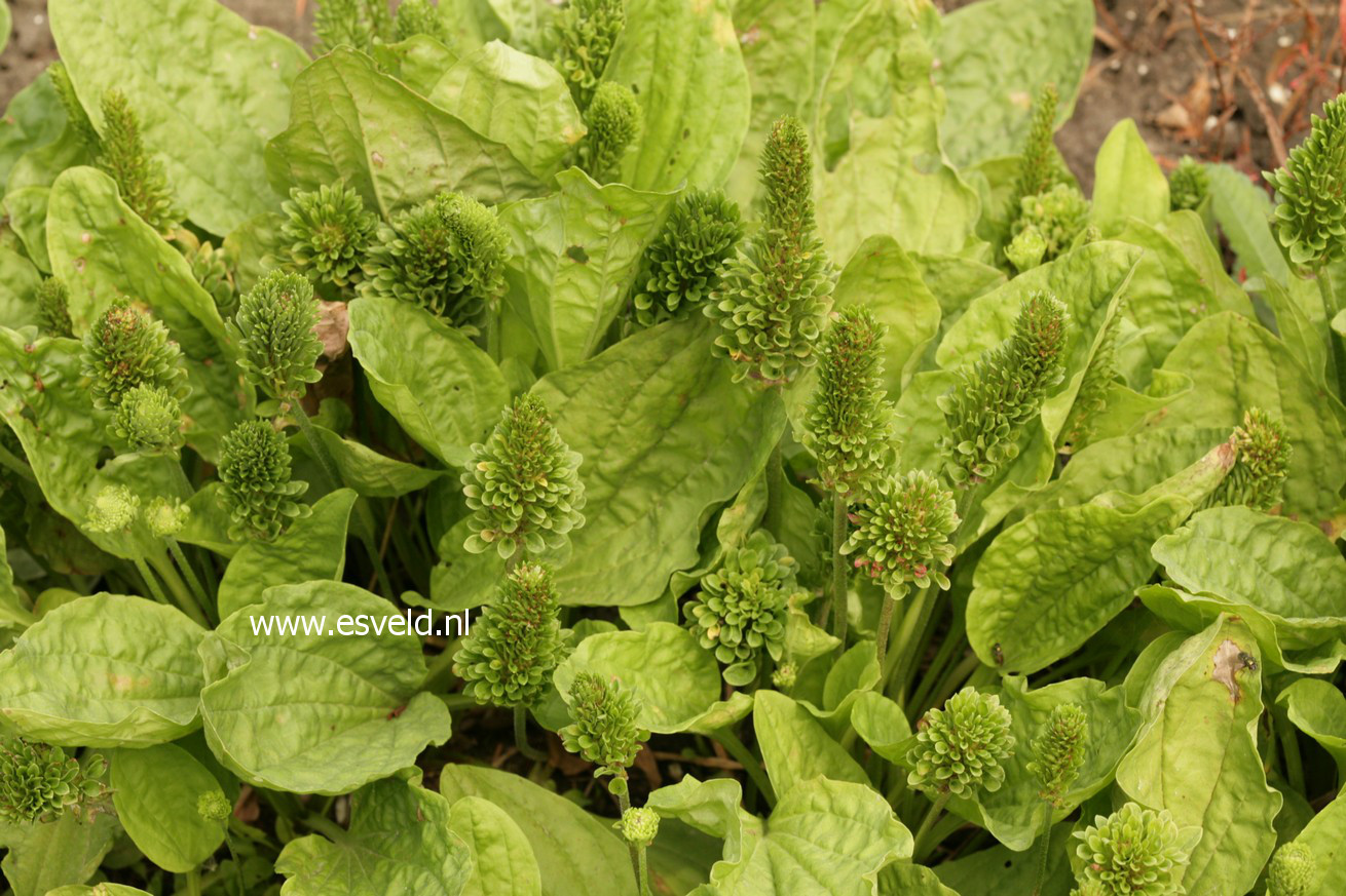 Plantago major 'Rosularis'
