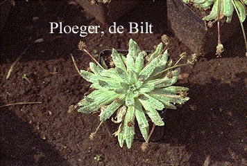 Plantago nivalis