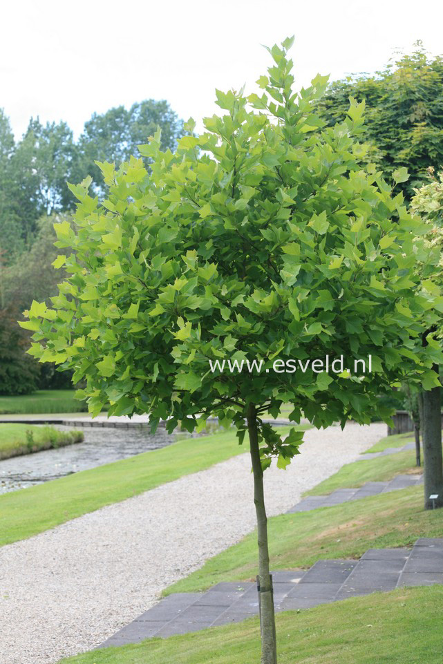 Platanus hispanica 'Alphen's Globe'