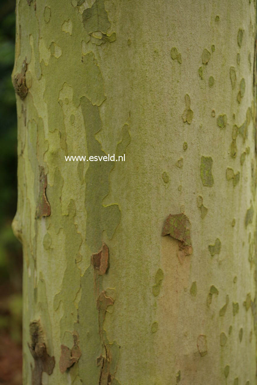 Platanus occidentalis