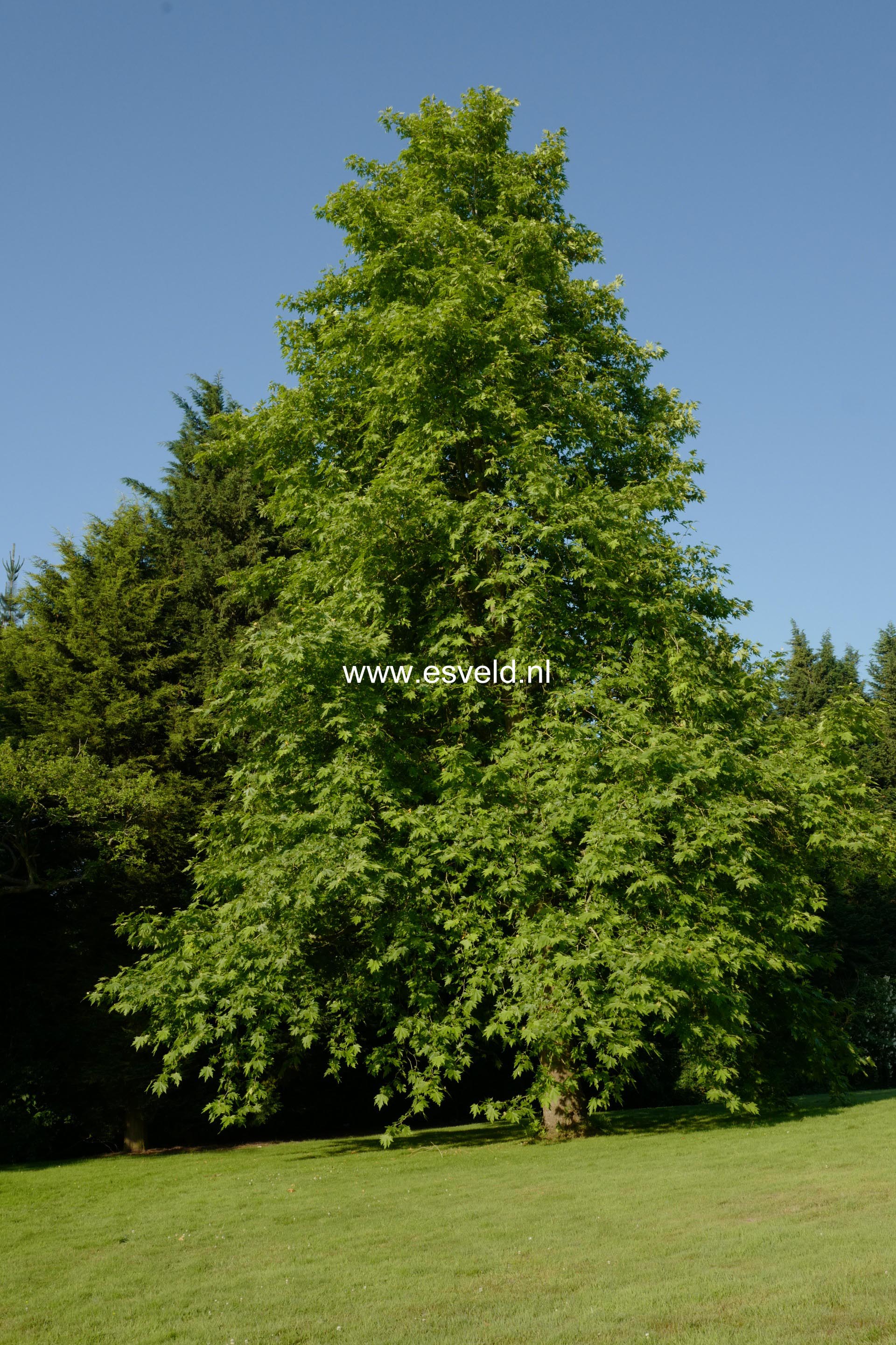 Platanus orientalis 'Digitata'