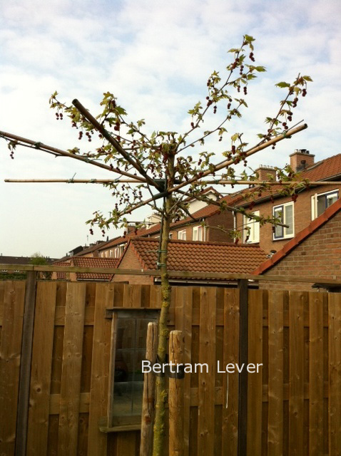 Platanus orientalis 'Minaret'