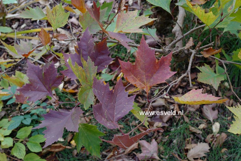 Platanus orientalis 'Mirkovec'