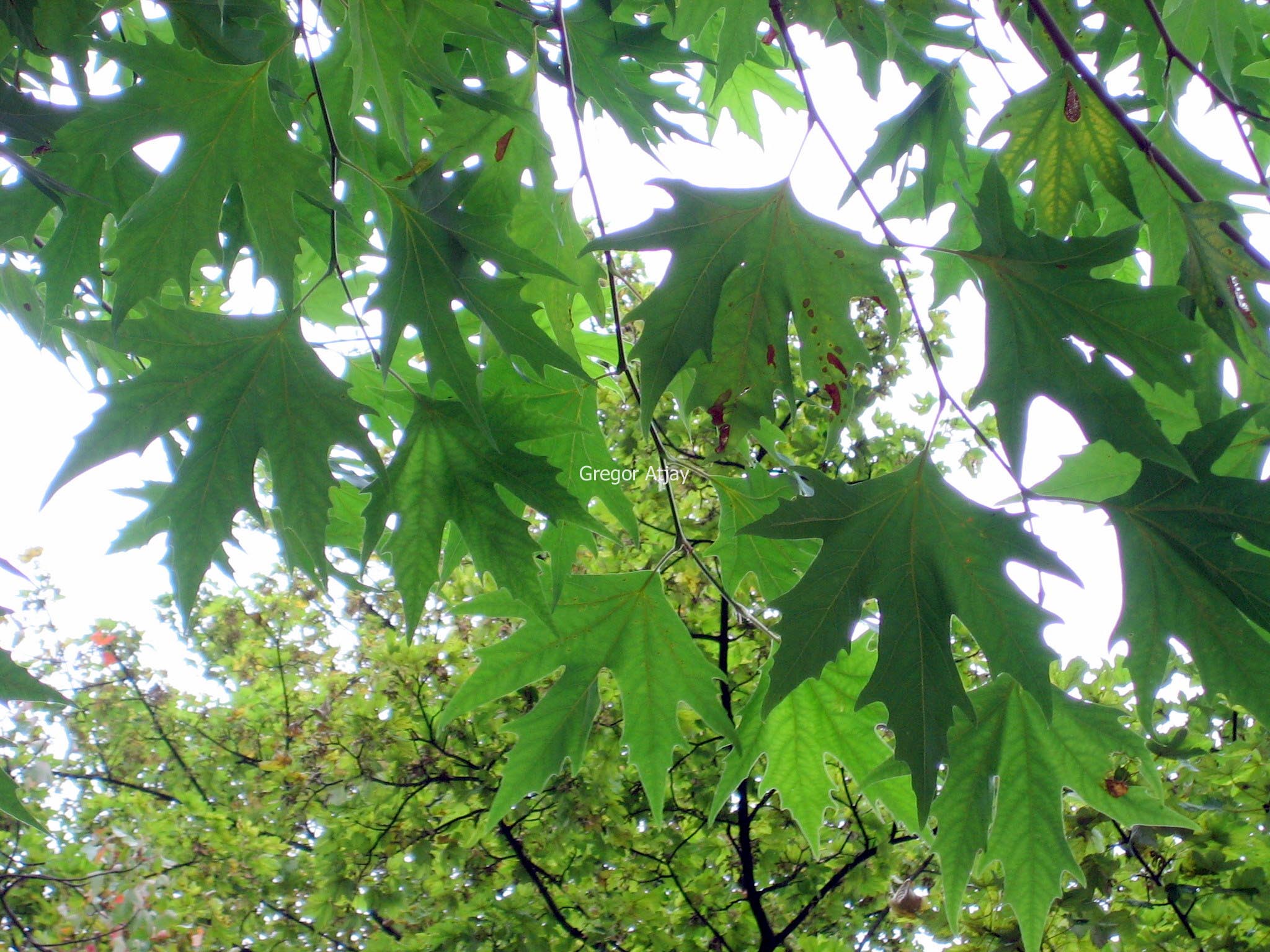 Platanus orientalis cuneata