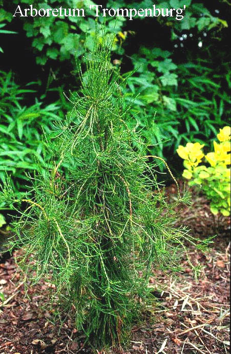 Platycladus orientalis 'Balaton'