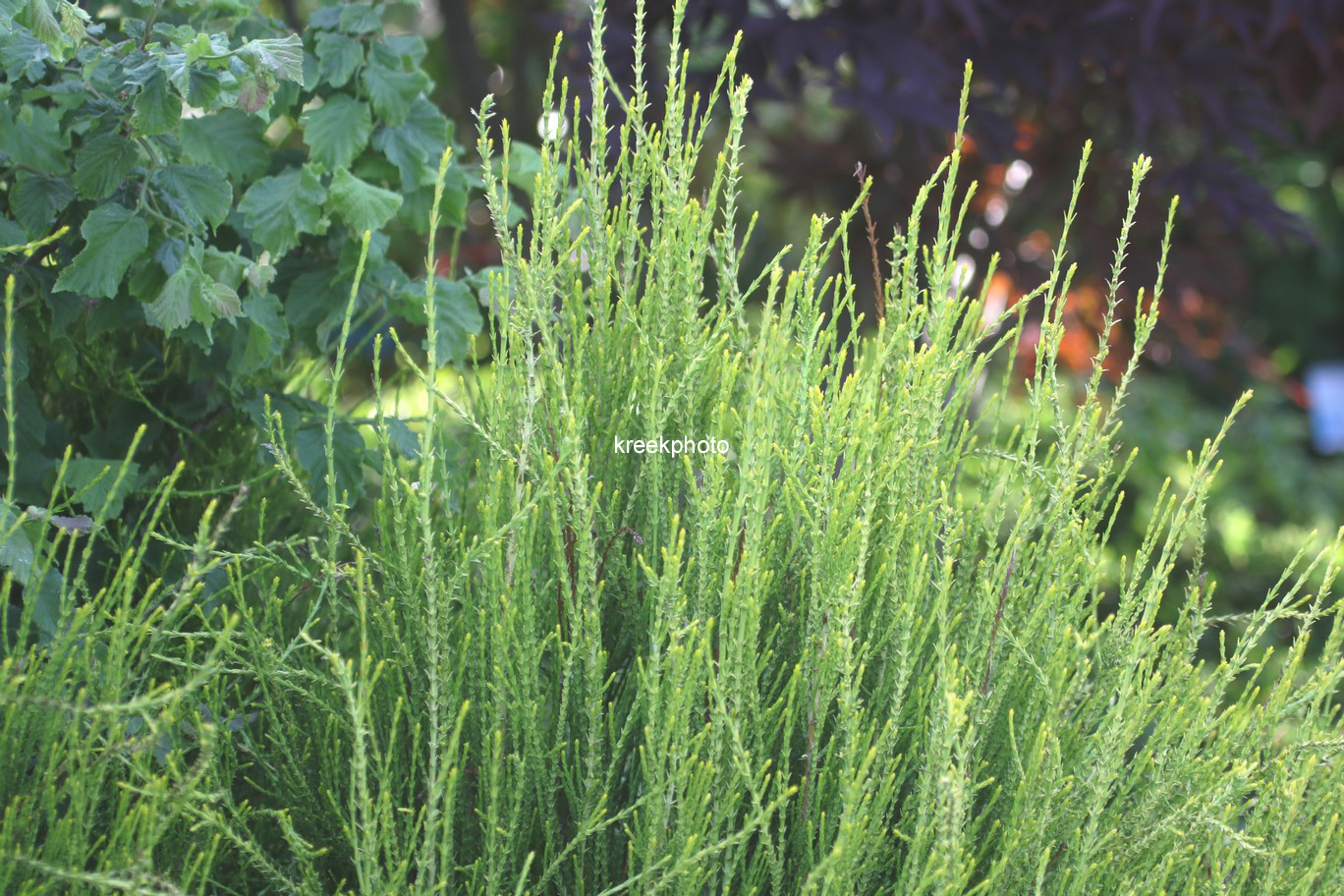 Platycladus orientalis 'Franky Boy'
