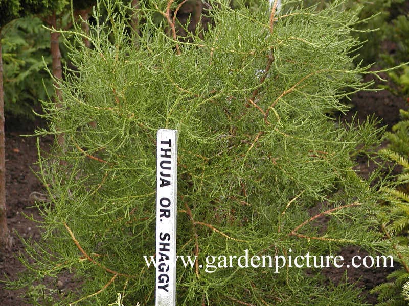 Platycladus orientalis 'Shaggy'