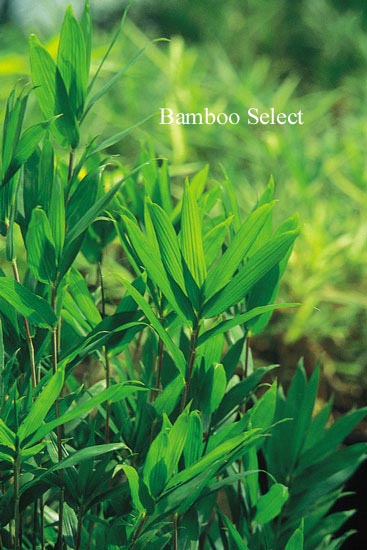 Pleioblastus distichus