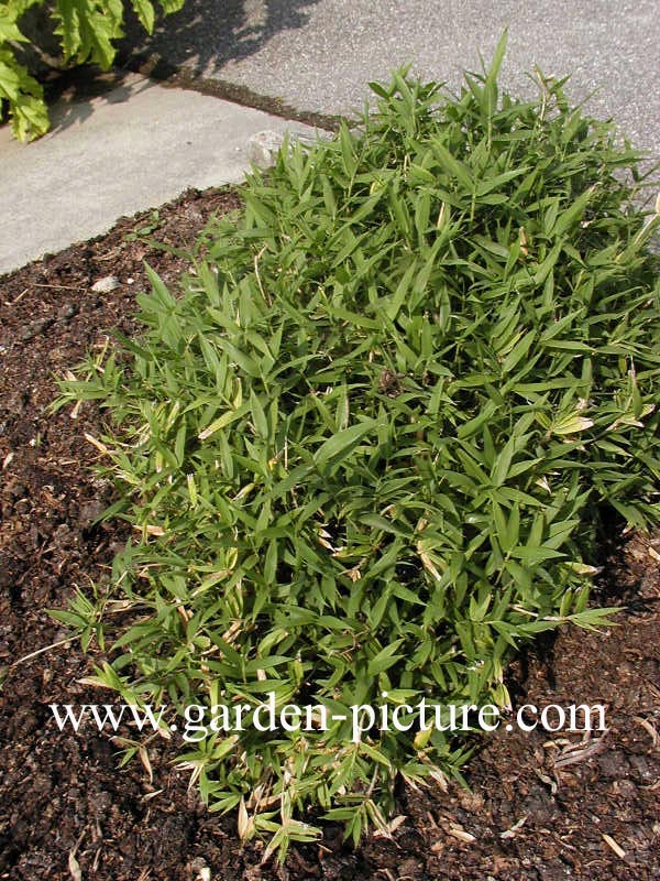 Pleioblastus pygmaeus