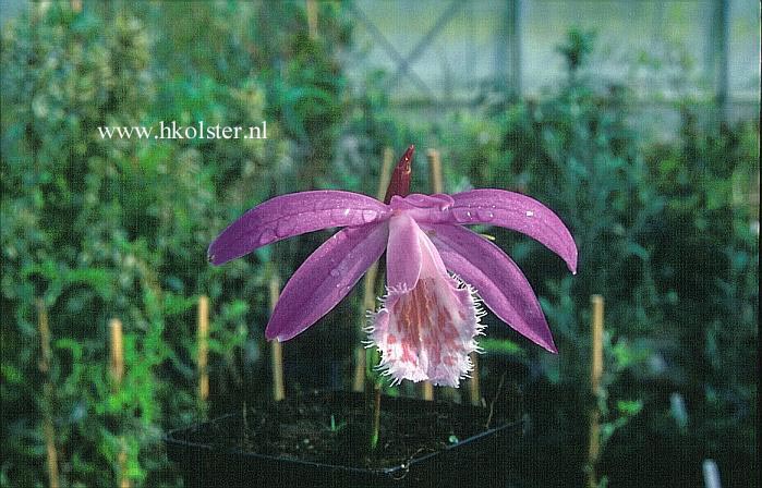 Pleione bulbocodioides