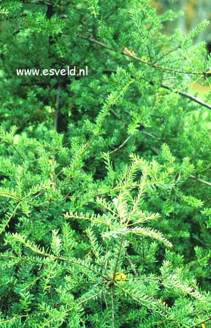 Podocarpus cunninghamii