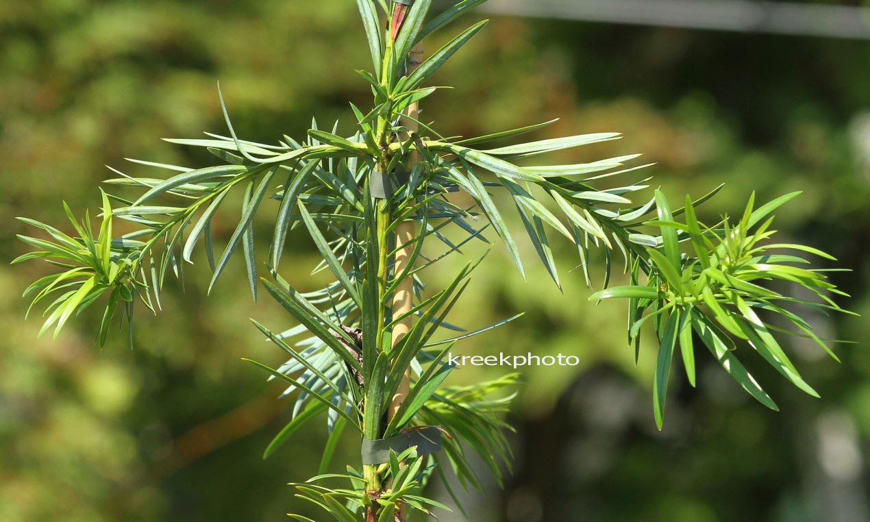 Podocarpus lambertii