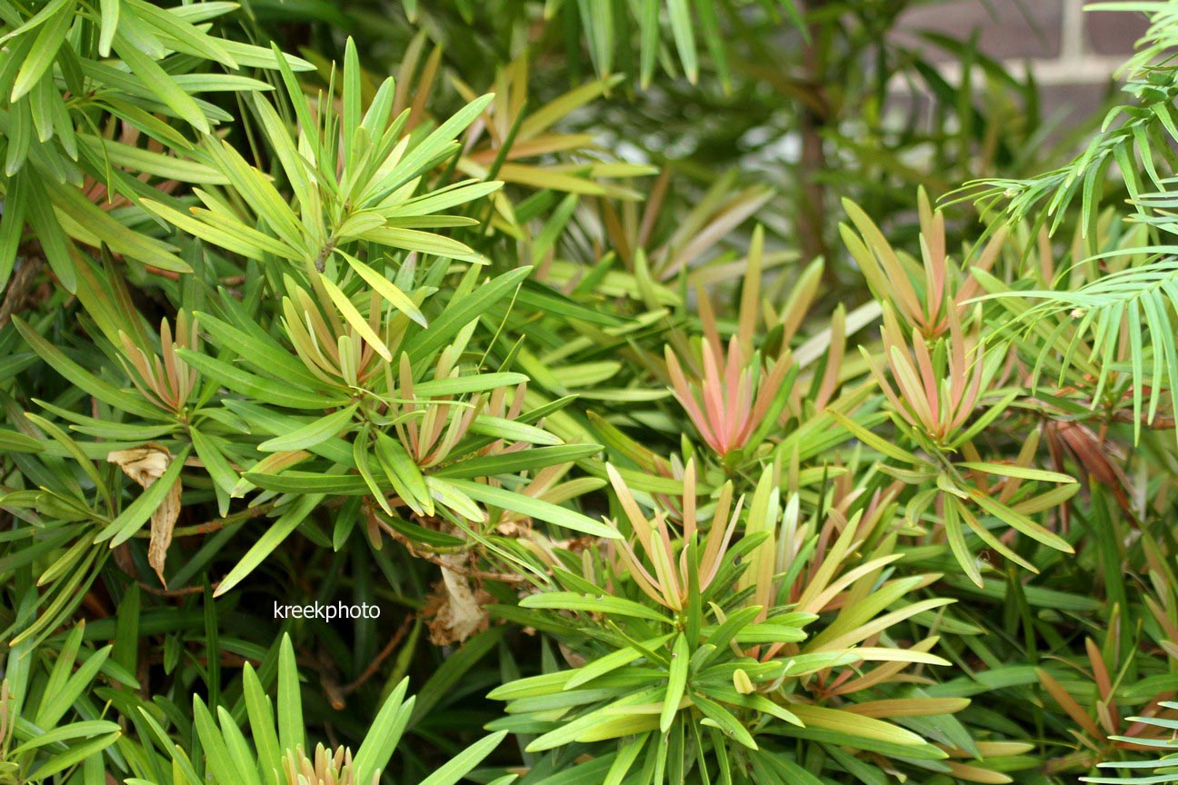 Podocarpus macrophyllus