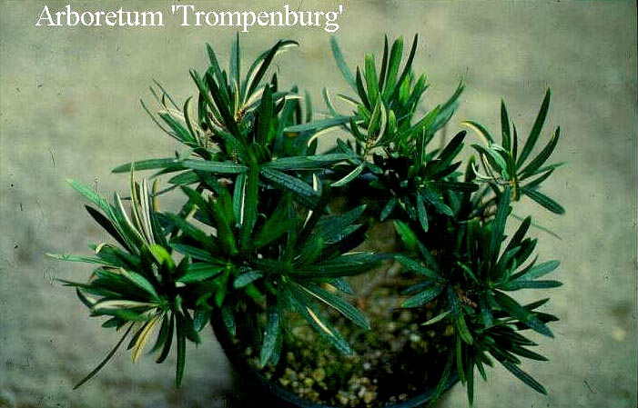 Podocarpus neriifolius Podocarpus neriifolius