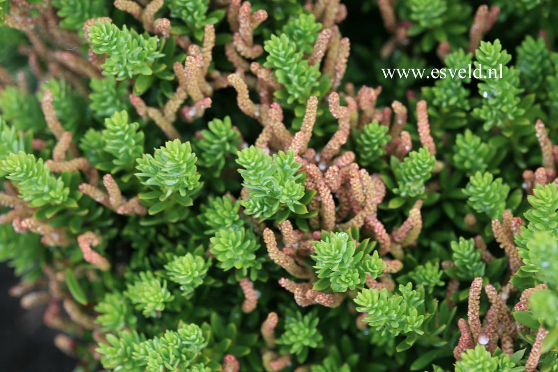 Podocarpus spinulosus