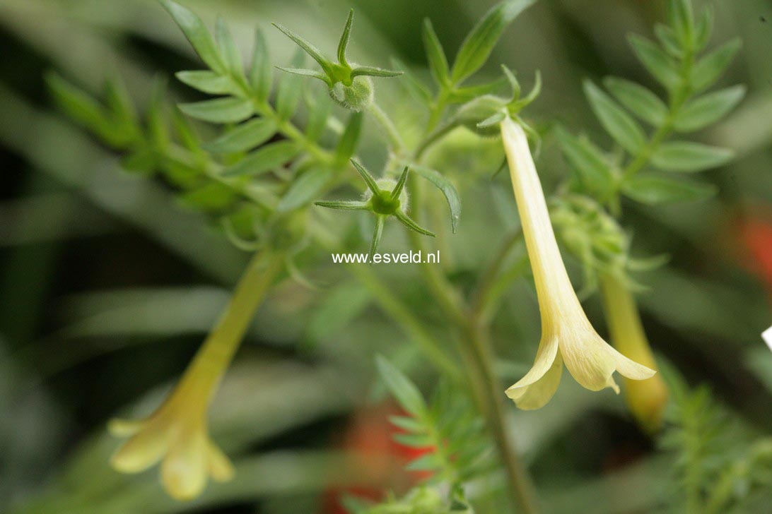 Polemonium pauciflorum
