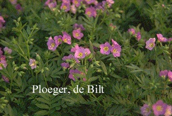 Polemonium reptans