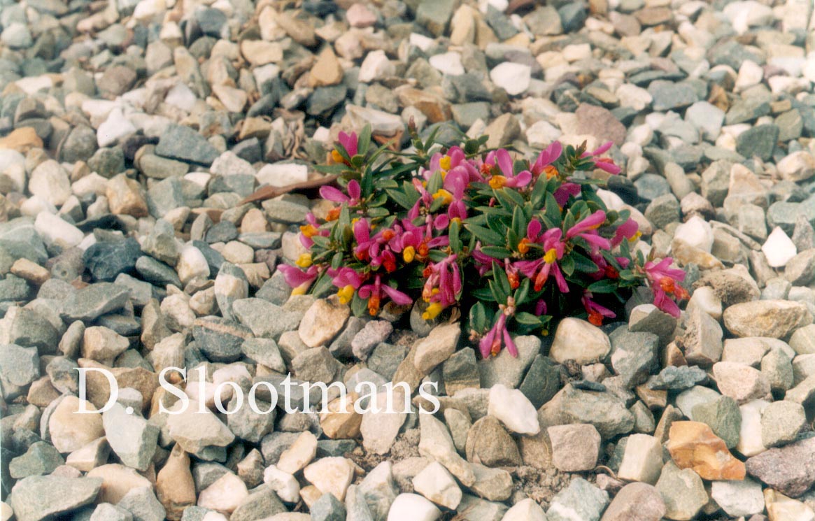 Polygala chamaebuxus grandiflora