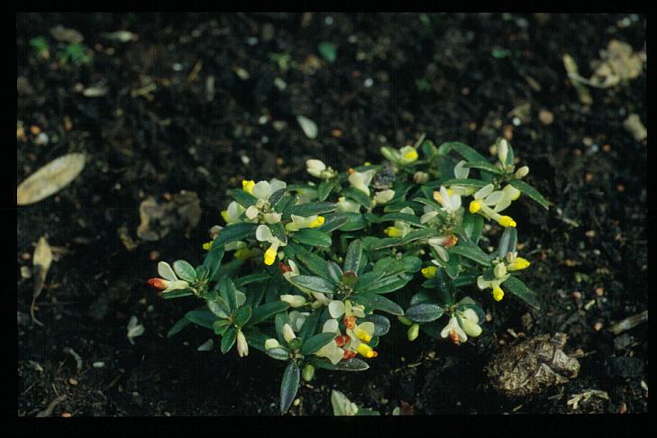 Polygala chamaebuxus
