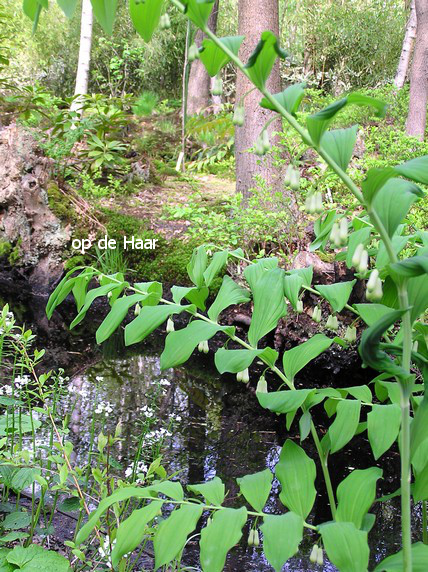 Polygonatum biflorum