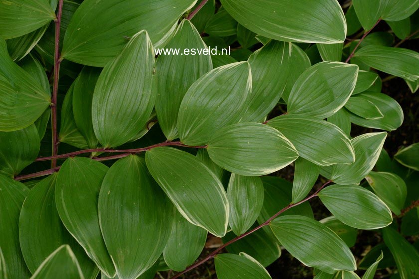 Polygonatum odoratum pluriflorum 'Variegatum'